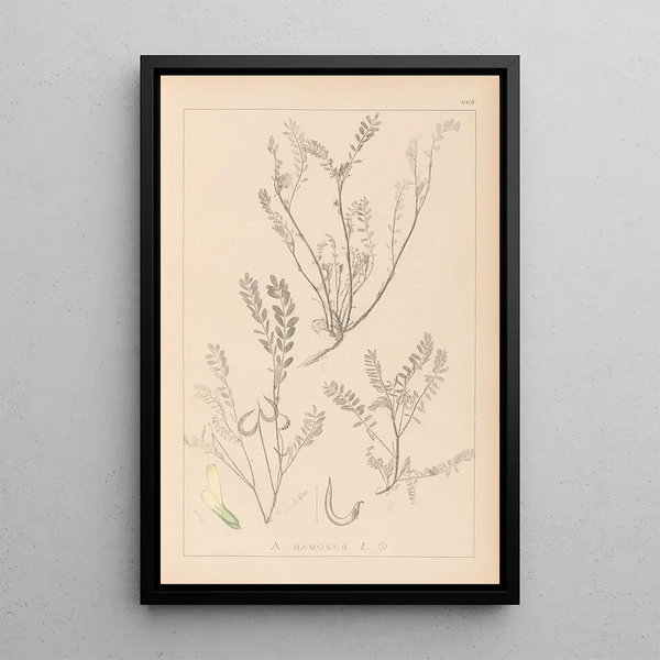 Louis Antoine Cusin - Herbier de la flore franaise Pl0402.webp