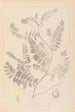 Herbier de la flore française Pl0405 - Louis Antoine Cusin — Ansicht des Kunstwerks