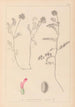 Herbier de la flore française Pl0408 - Louis Antoine Cusin — Ansicht des Kunstwerks