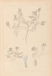 Herbier de la flore française Pl0409 - Louis Antoine Cusin — Ansicht des Kunstwerks