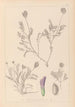 Herbier de la flore française Pl0411 - Louis Antoine Cusin — Ansicht des Kunstwerks