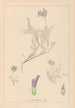 Herbier de la flore française Pl0413 - Louis Antoine Cusin — Ansicht des Kunstwerks