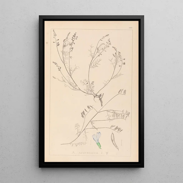 Louis Antoine Cusin - Herbier de la flore franaise Pl0415.webp