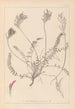 Herbier de la flore française Pl0416 - Louis Antoine Cusin — Ansicht des Kunstwerks