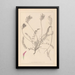 Herbier de la flore française Pl0416 - Louis Antoine Cusin — gerahmtes Bild an der Wand