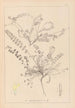 Herbier de la flore française Pl0418 - Louis Antoine Cusin — Ansicht des Kunstwerks