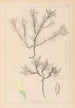 Herbier de la flore française Pl0420 - Louis Antoine Cusin — Ansicht des Kunstwerks