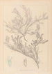 Herbier de la flore française Pl0421 - Louis Antoine Cusin — Ansicht des Kunstwerks
