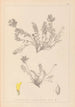 Herbier de la flore française Pl0422 - Louis Antoine Cusin — Ansicht des Kunstwerks
