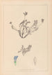 Herbier de la flore française Pl0425 - Louis Antoine Cusin — Ansicht des Kunstwerks