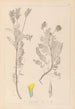 Herbier de la flore française Pl0428 - Louis Antoine Cusin — Ansicht des Kunstwerks