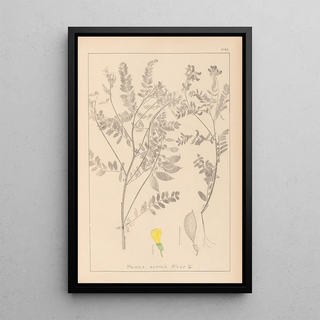 Louis Antoine Cusin - Herbier de la flore franaise Pl0430.webp