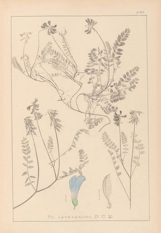Louis Antoine Cusin - Herbier de la flore franaise Pl0431.webp