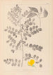 Herbier de la flore française Pl0436 - Louis Antoine Cusin — Ansicht des Kunstwerks