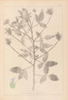 Herbier de la flore française Pl0441 - Louis Antoine Cusin — Ansicht des Kunstwerks