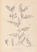 Herbier de la flore française Pl0443 - Louis Antoine Cusin — Ansicht des Kunstwerks