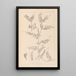 Louis Antoine Cusin - Herbier de la flore franaise Pl0443.webp