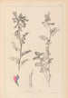 Herbier de la flore française Pl0444 - Louis Antoine Cusin — Ansicht des Kunstwerks