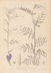 Herbier de la flore française Pl0446 - Louis Antoine Cusin — Ansicht des Kunstwerks