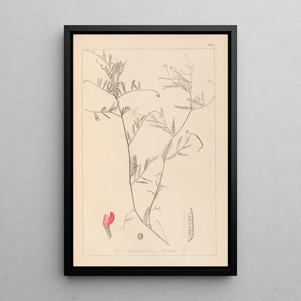 Louis Antoine Cusin - Herbier de la flore franaise Pl0447.webp