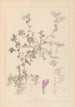 Herbier de la flore française Pl0449 - Louis Antoine Cusin — Ansicht des Kunstwerks