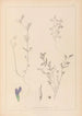 Herbier de la flore française Pl0450 - Louis Antoine Cusin — Ansicht des Kunstwerks
