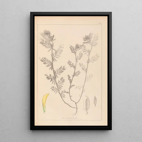 Louis Antoine Cusin - Herbier de la flore franaise Pl0454.webp