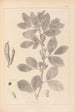 Herbier de la flore française Pl0457 - Louis Antoine Cusin — Ansicht des Kunstwerks