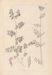 Herbier de la flore française Pl0461 - Louis Antoine Cusin — Ansicht des Kunstwerks