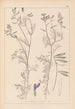 Herbier de la flore française Pl0464 - Louis Antoine Cusin — Ansicht des Kunstwerks