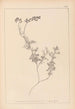Herbier de la flore française Pl0465 - Louis Antoine Cusin — Ansicht des Kunstwerks