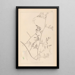 Louis Antoine Cusin - Herbier de la flore franaise Pl0466.webp