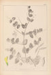 Herbier de la flore française Pl0468 - Louis Antoine Cusin — Ansicht des Kunstwerks