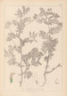 Herbier de la flore française Pl0470 - Louis Antoine Cusin — Ansicht des Kunstwerks
