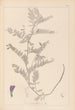 Herbier de la flore française Pl0471 - Louis Antoine Cusin — Ansicht des Kunstwerks