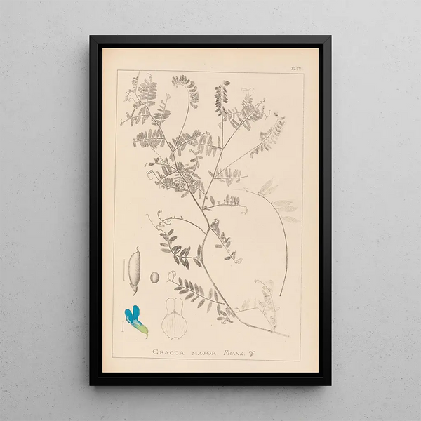Louis Antoine Cusin - Herbier de la flore franaise Pl0472.webp