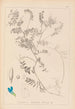 Herbier de la flore française Pl0472 - Louis Antoine Cusin — Ansicht des Kunstwerks