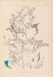 Herbier de la flore française Pl0473 - Louis Antoine Cusin — Ansicht des Kunstwerks
