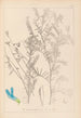 Herbier de la flore française Pl0474 - Louis Antoine Cusin — Ansicht des Kunstwerks