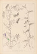 Herbier de la flore française Pl0475 - Louis Antoine Cusin — Ansicht des Kunstwerks