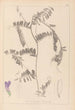 Herbier de la flore française Pl0476 - Louis Antoine Cusin — Ansicht des Kunstwerks