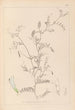 Herbier de la flore française Pl0479 - Louis Antoine Cusin — Ansicht des Kunstwerks