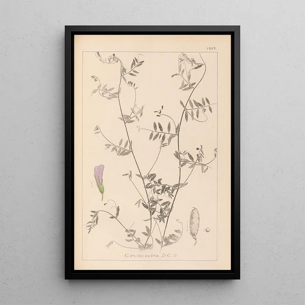 Louis Antoine Cusin - Herbier de la flore franaise Pl0485.webp