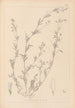 Herbier de la flore française Pl0486 - Louis Antoine Cusin — Ansicht des Kunstwerks