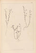 Herbier de la flore française Pl0489 - Louis Antoine Cusin — Ansicht des Kunstwerks