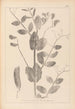 Herbier de la flore française Pl0492 - Louis Antoine Cusin — Ansicht des Kunstwerks