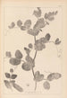 Herbier de la flore française Pl0493 - Louis Antoine Cusin — Ansicht des Kunstwerks