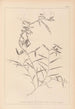 Herbier de la flore française Pl0496 - Louis Antoine Cusin — Ansicht des Kunstwerks
