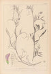 Herbier de la flore française Pl0497 - Louis Antoine Cusin — Ansicht des Kunstwerks