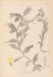 Herbier de la flore française Pl0498 - Louis Antoine Cusin — Ansicht des Kunstwerks